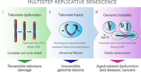 Graphical Abstract