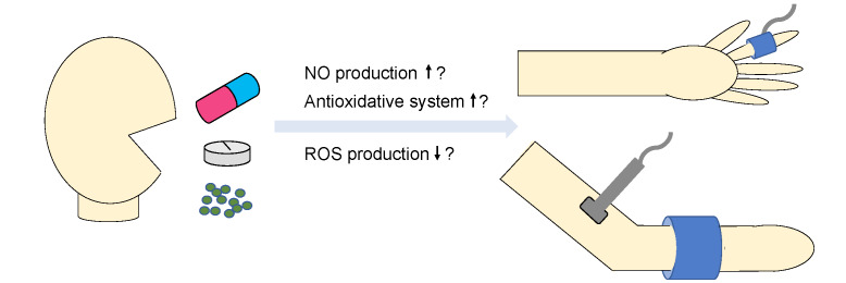 Fig.1. Beneficial Effects of Supplementation on Endothelial Function: What Mechanisms?