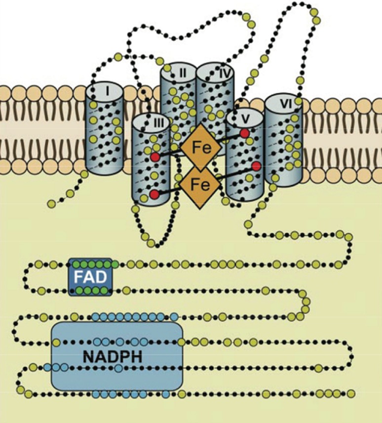 Fig. 2