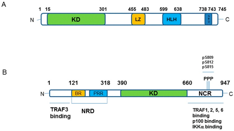 Inhibitory-κB Kinase (IKK) α and Nuclear Factor-κB (NFκB)-Inducing ...