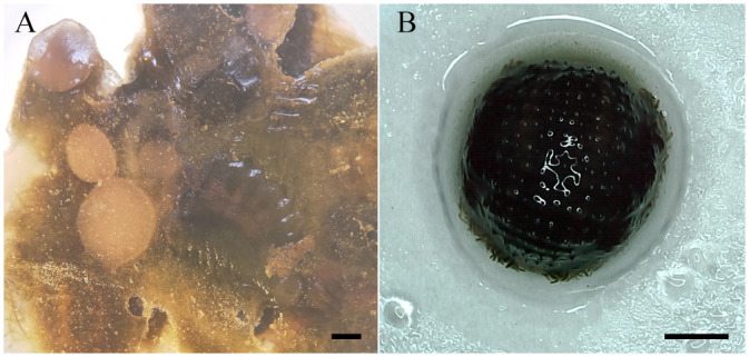 Fig. 4.