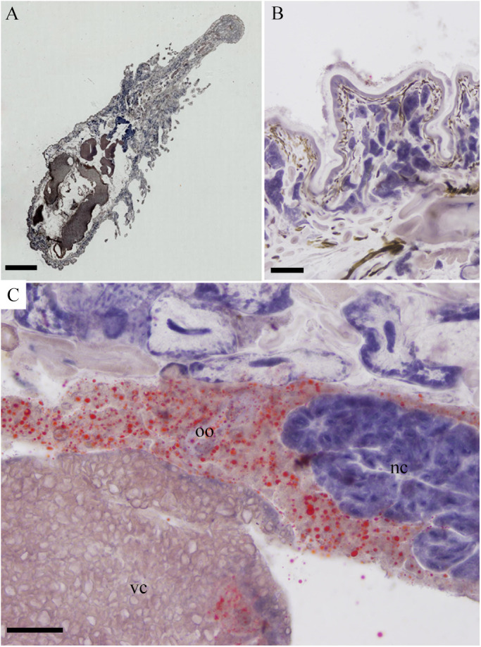 Fig. 7.