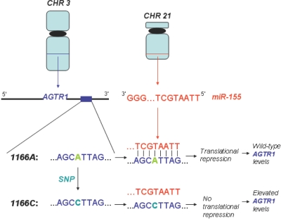 Figure  5. 