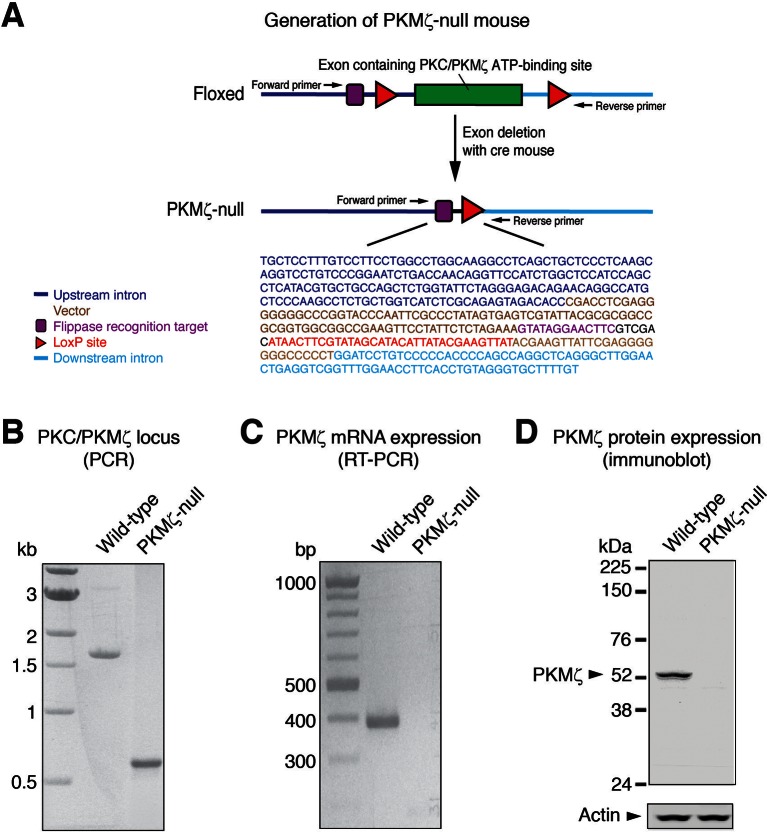 Figure 2—figure supplement 1.