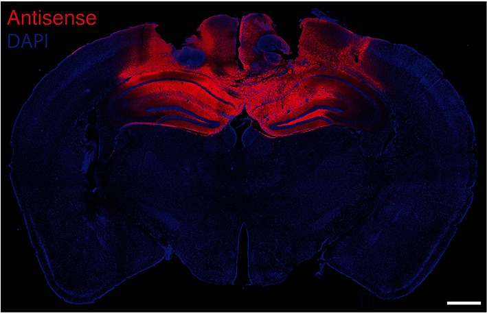 Figure 4—figure supplement 1.