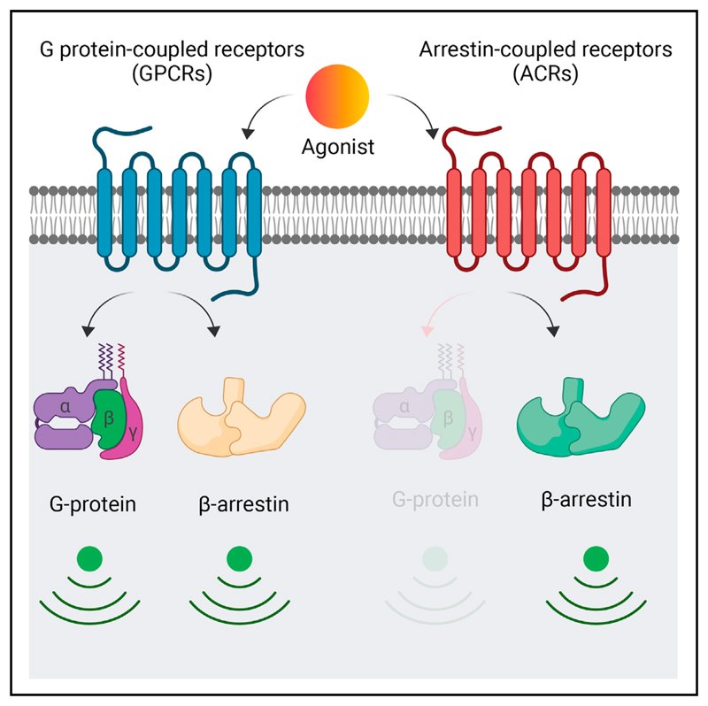 Graphical abstract