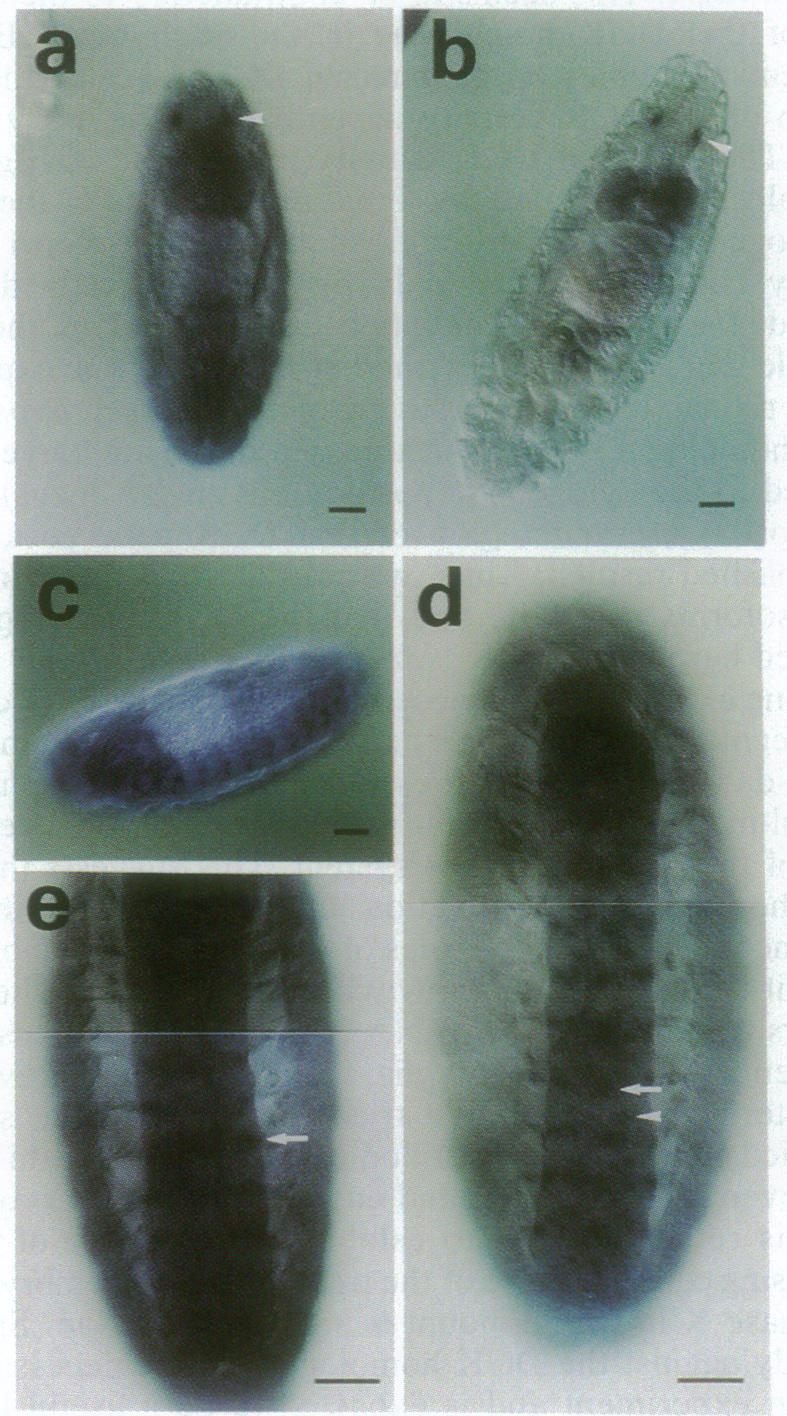 graphic file with name pnas01087-0343-a.jpg