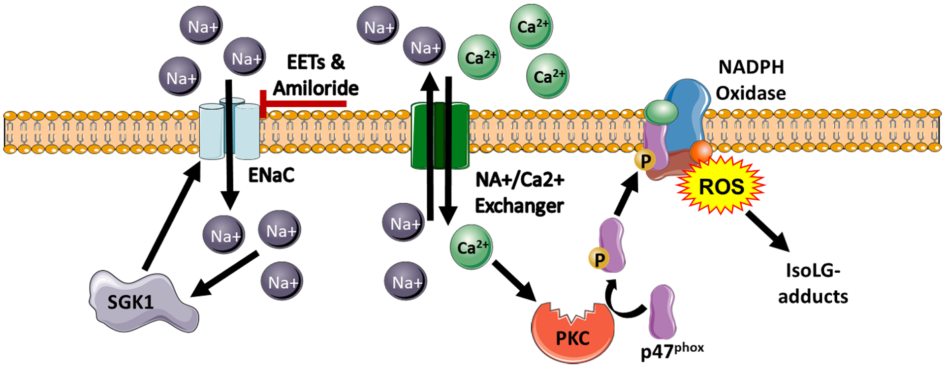 Figure 4: