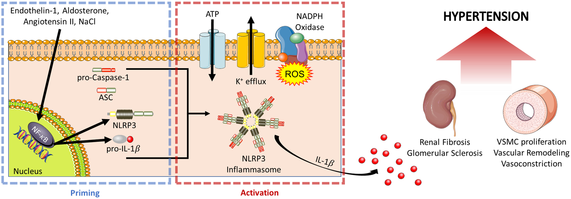 Figure 2: