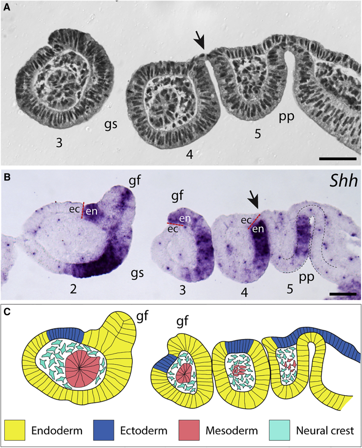 Figure 2