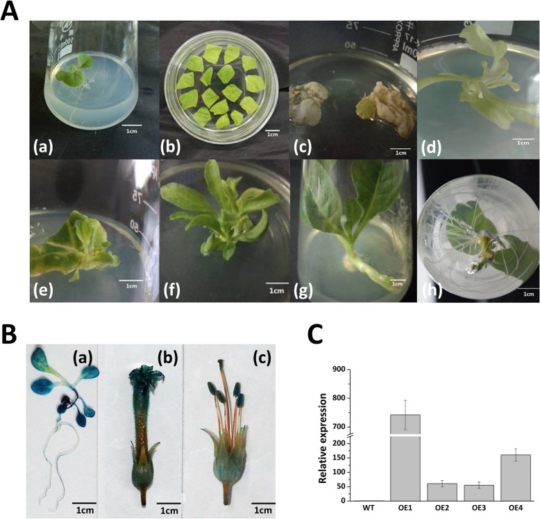 Fig. 3