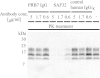 FIGURE 11.