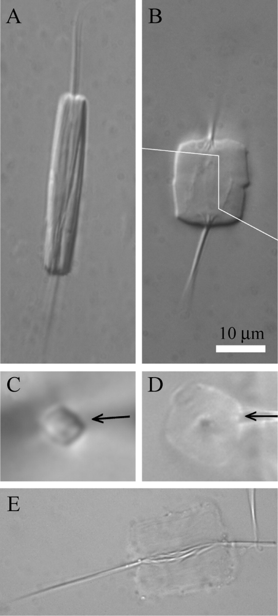 Fig. 1.