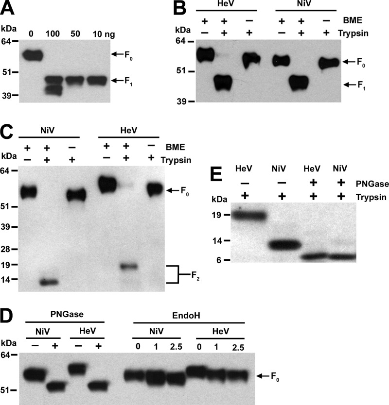 Fig 5