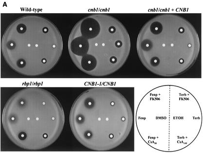 FIG. 2.