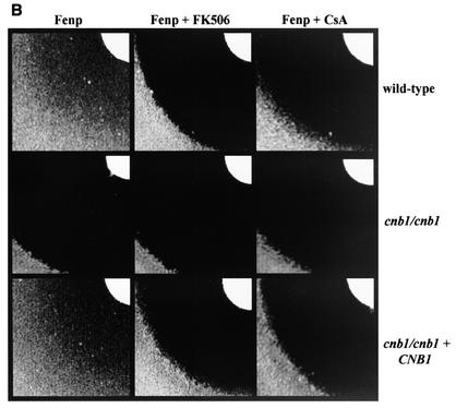 FIG. 2.