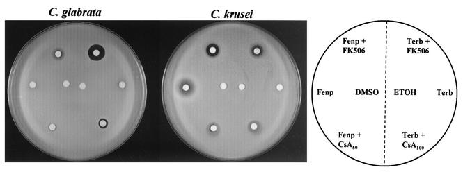 FIG. 4.