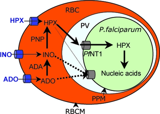 Fig. 6.