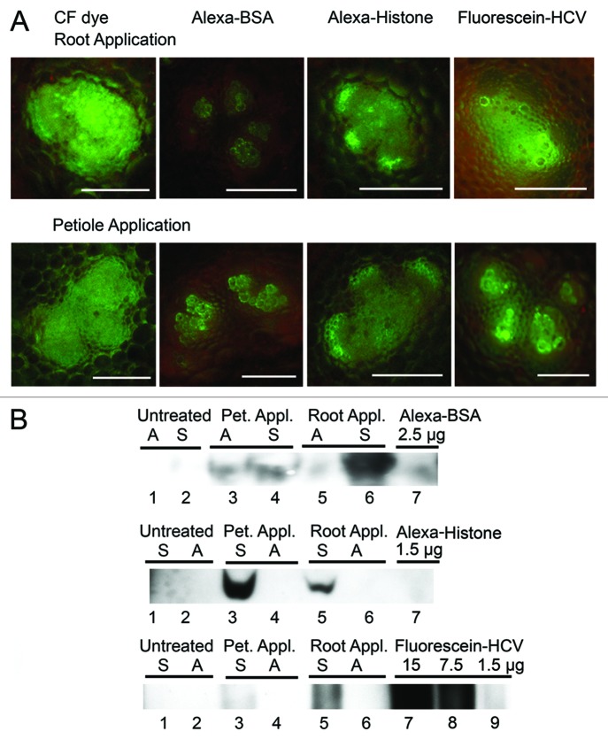 Figure 3. 