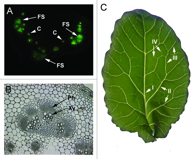 Figure 1. 