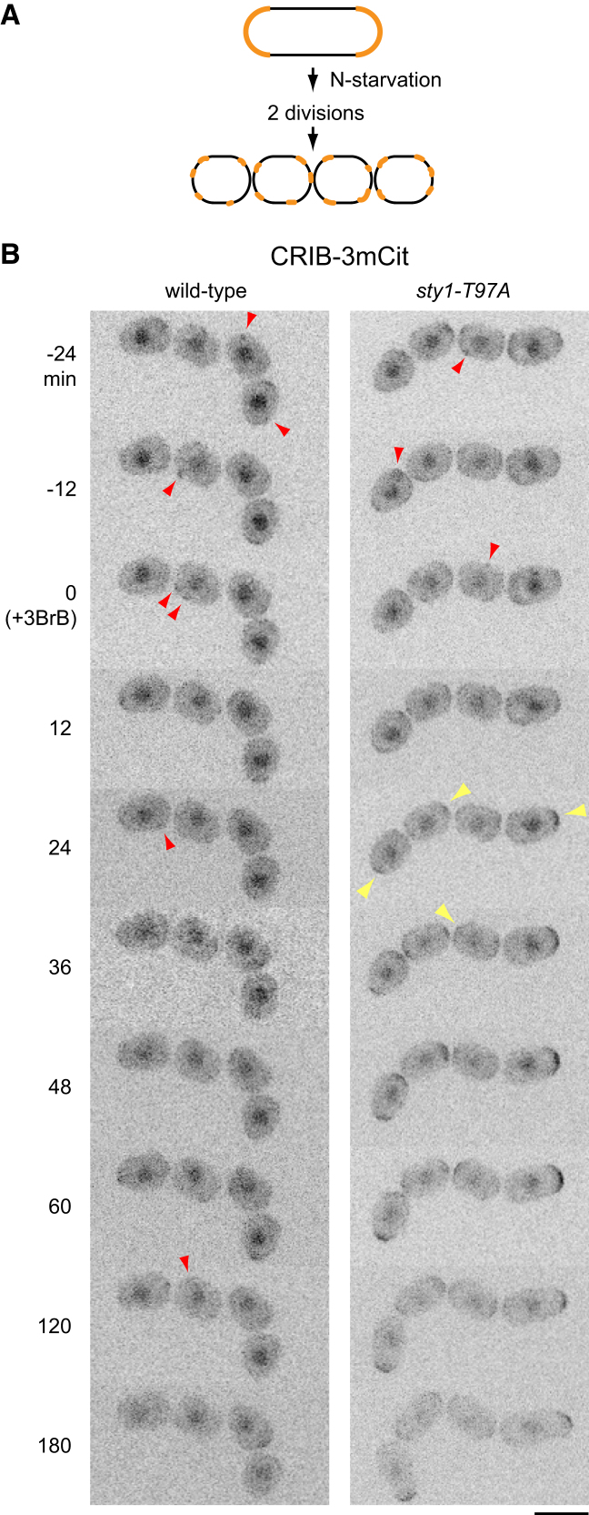 Figure 4