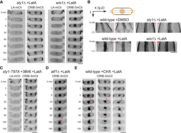 Figure 2