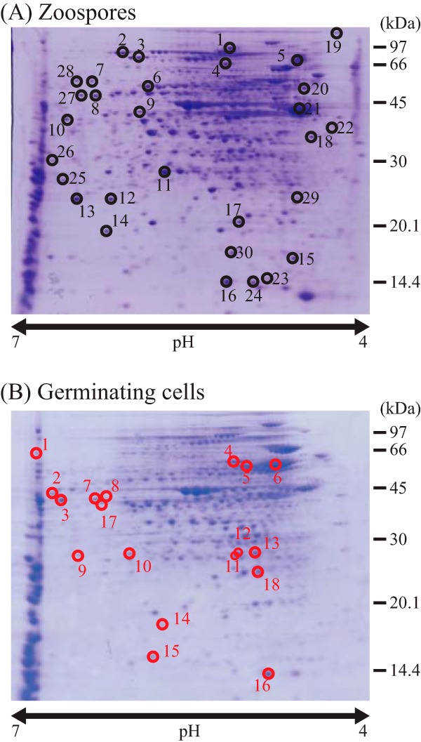 FIG 1