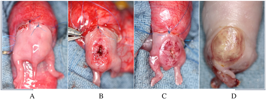 Figure 2: