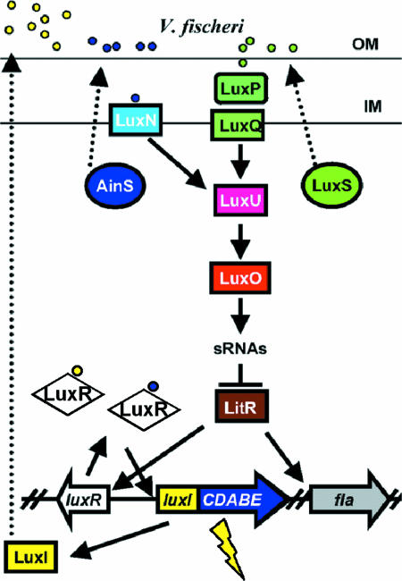 FIG. 2.