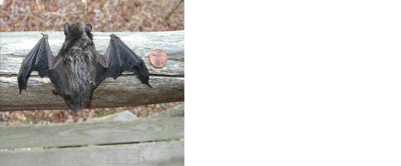 The figure is a collection of three photos of different bat species implicated in three human exposures to rabies in the United States during August 2021. Photo A depicts a big brown bat, photo B depicts a silver-haired bat, and photo C depicts a Mexican free-tailed bat.