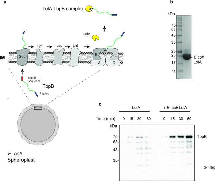 Figure 2—figure supplement 1.