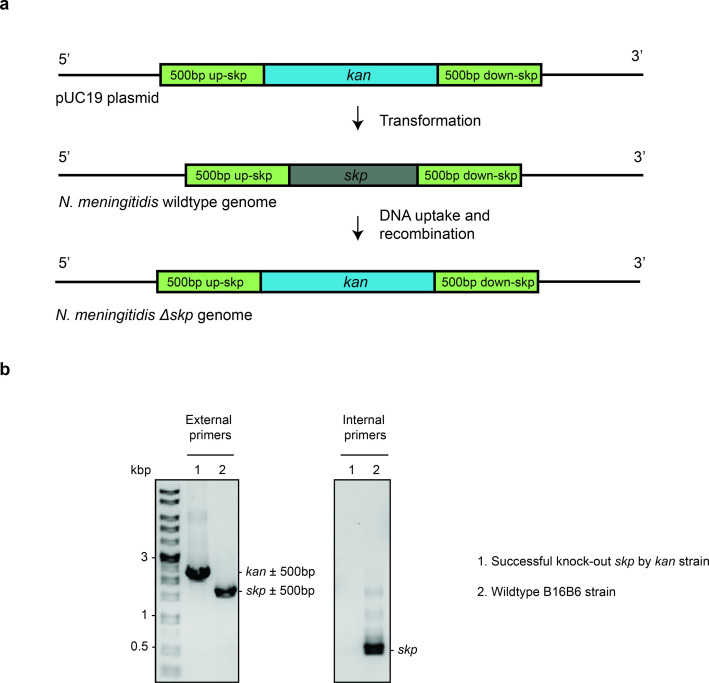 Figure 5—figure supplement 1.