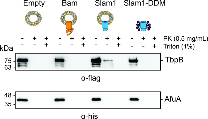 Figure 1—figure supplement 7.