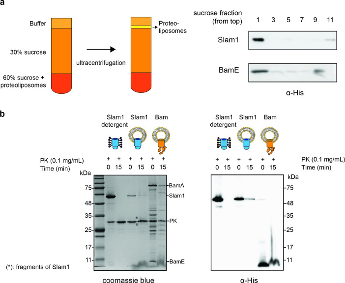 Figure 1—figure supplement 5.