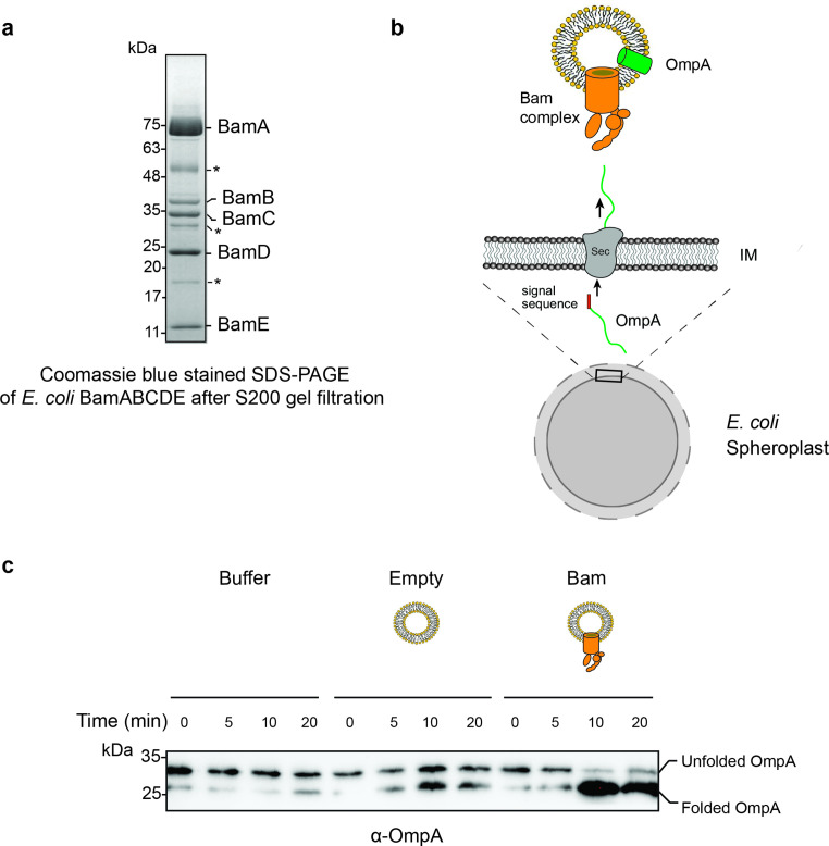 Figure 1—figure supplement 4.