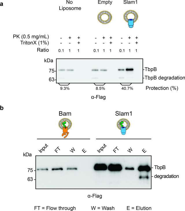 Figure 2—figure supplement 2.