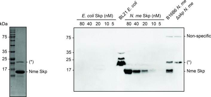 Figure 5—figure supplement 2.