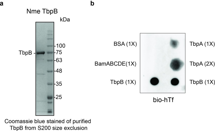 Figure 1—figure supplement 6.