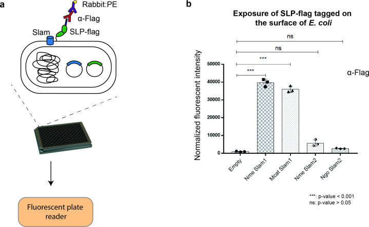 Figure 1—figure supplement 2.