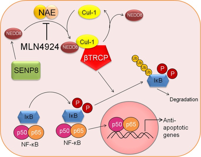 FIGURE 6: