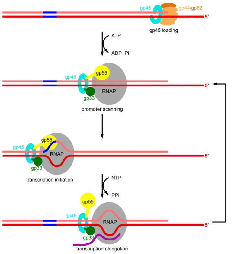 Figure 4