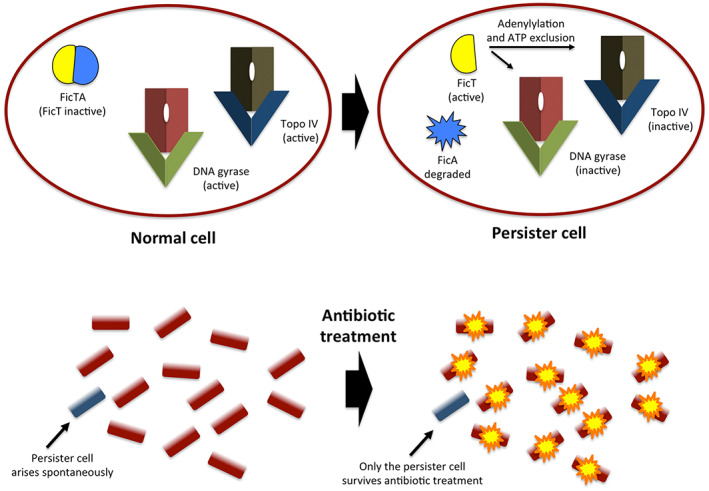 FIGURE 2