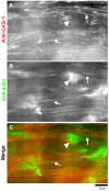 Fig. 8.