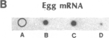 graphic file with name pnas00357-0116-b.jpg