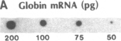 graphic file with name pnas00357-0116-c.jpg