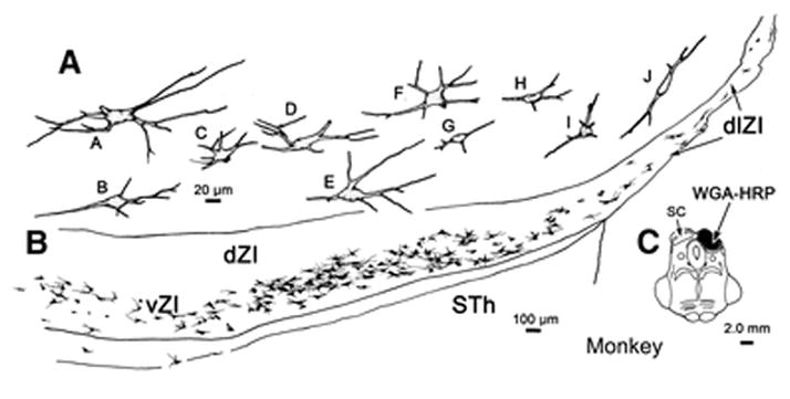 Figure 11