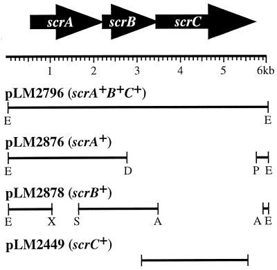 FIG. 2.