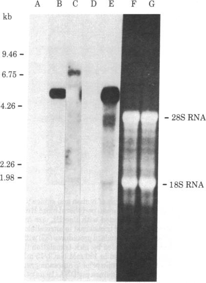 graphic file with name pnas00643-0225-a.jpg