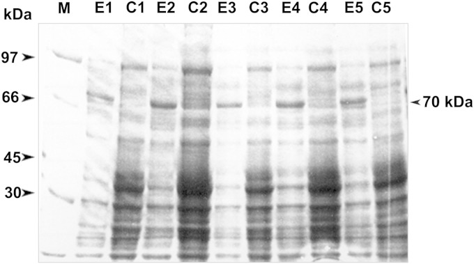 FIG 2