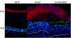 FIG. 4.